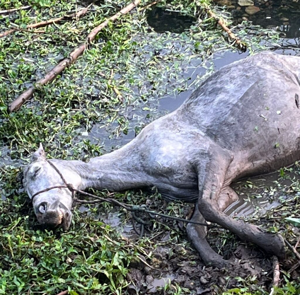 Égua se afoga em córrego de Limeira e é eutanasiada (2)