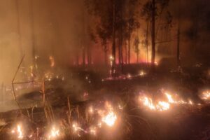 Incêndio no Horto Florestal de Limeira mobiliza Defesa Civil e Bombeiros