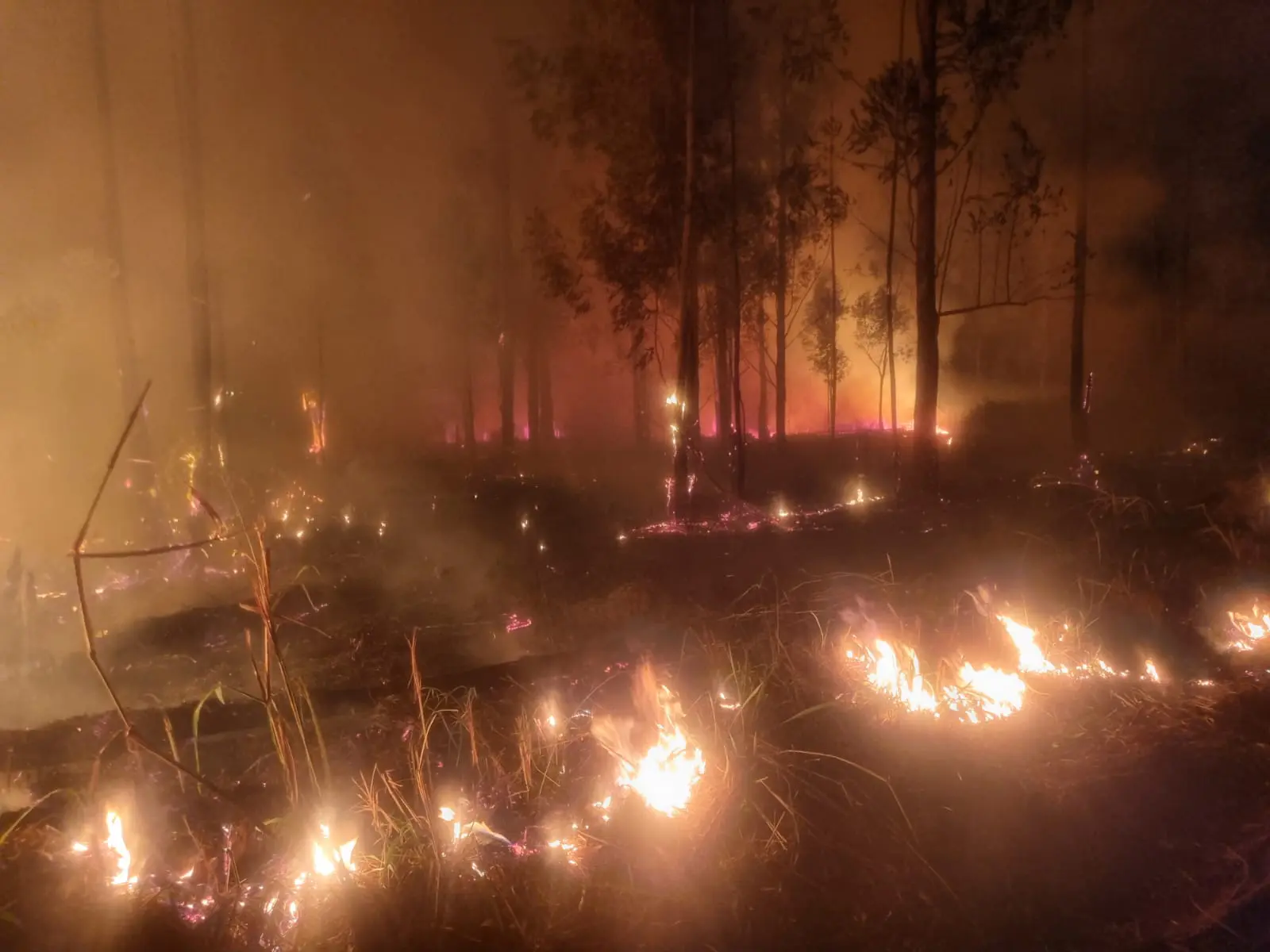 Incêndio no Horto Florestal de Limeira mobiliza Defesa Civil e Bombeiros