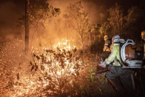 Monitoramento mostra que 99% dos incêndios são por ação humana