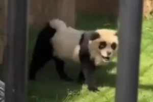 pandas