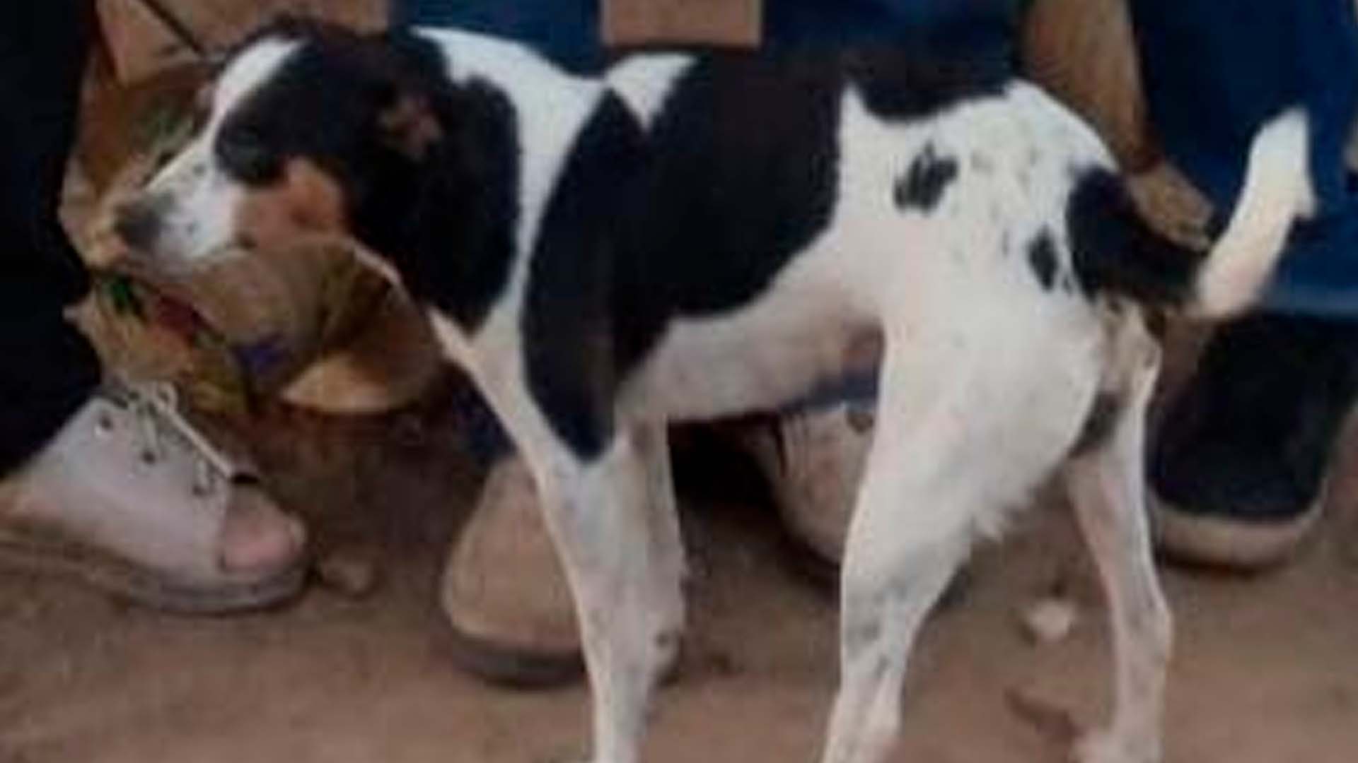 Família procura por cachorro desaparecido nos Pereiras, em Limeira