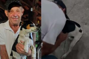 Família reencontra cachorro perdido nos Pereiras, em Limeira 