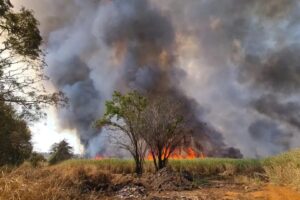 Incêndios em Limeira aumentaram 429% em 2024