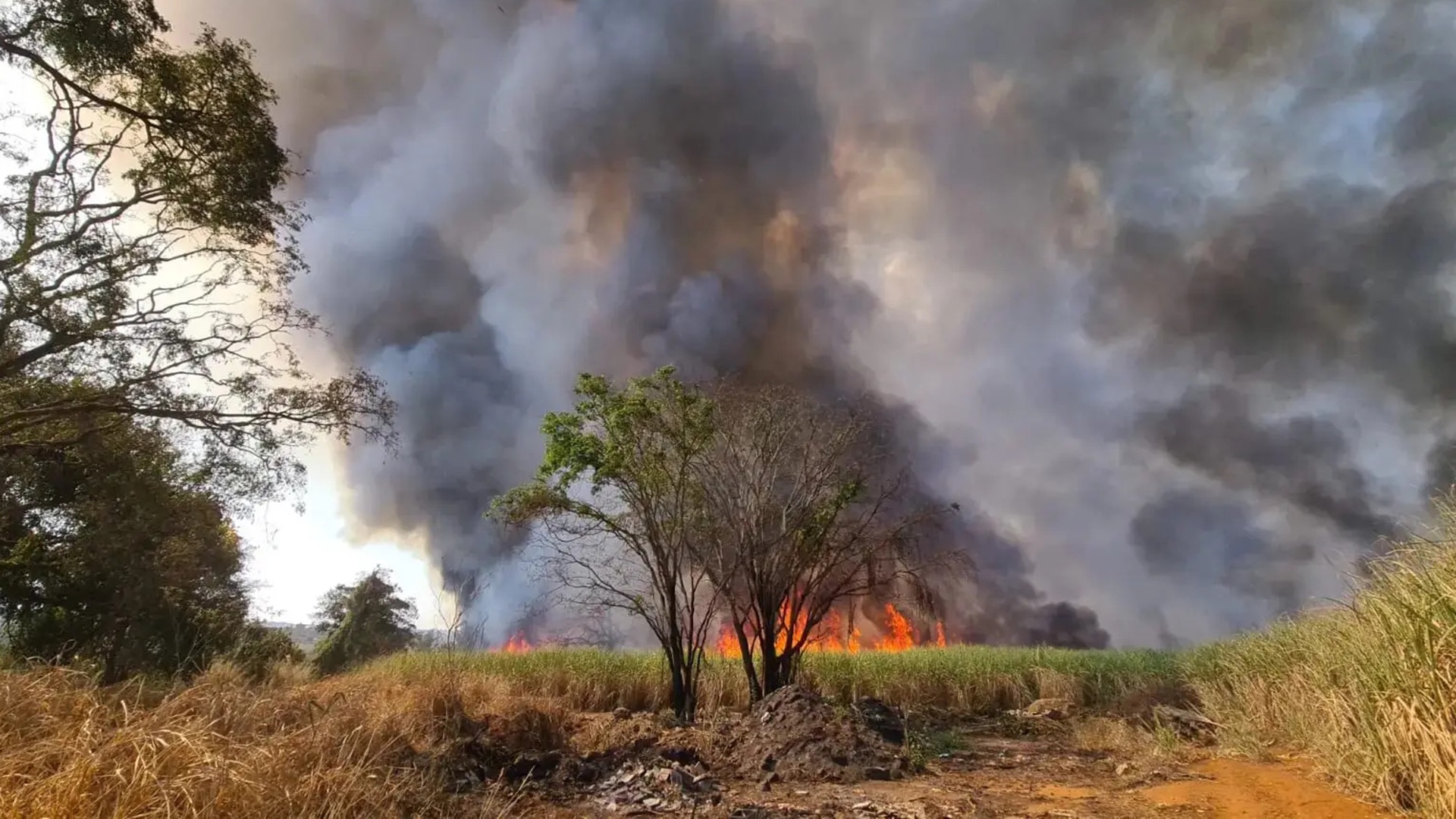 Incêndios em Limeira aumentaram 429% em 2024