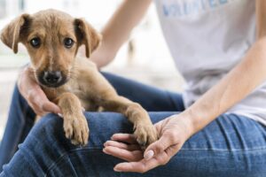 Pátio Limeira Shopping promove feira de adoção de cães neste sábado