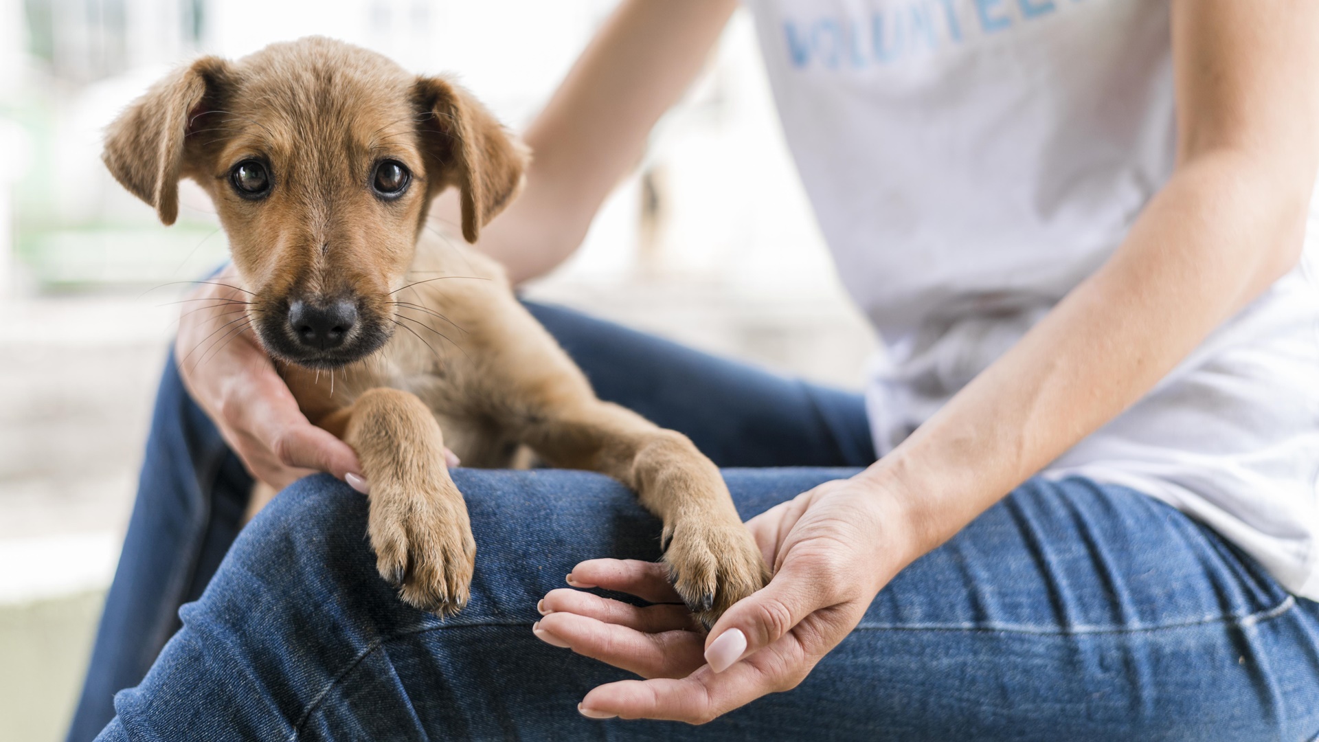 Pátio Limeira Shopping promove feira de adoção de cães neste sábado