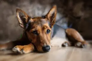 Pets têm direito a pensão na separação do casal