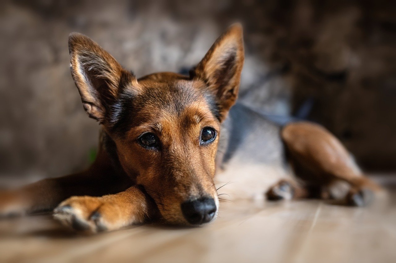 Pets têm direito a pensão na separação do casal