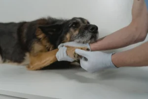 Bem-Estar Animal nos Bairros atenderá no Cras Aeroporto