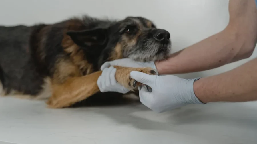 Bem-Estar Animal nos Bairros atenderá no Cras Aeroporto