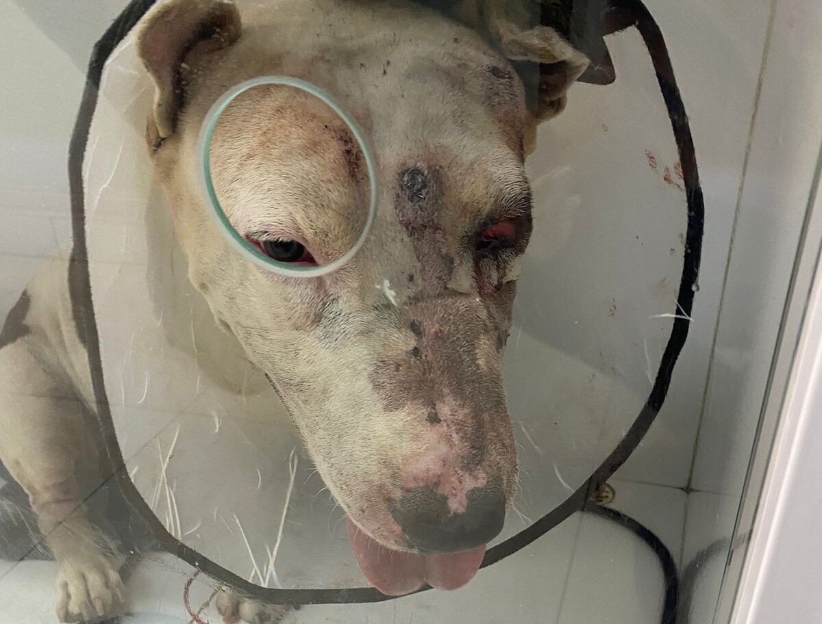 Cachorro é baleado com dois tiros na cabeça em Limeira