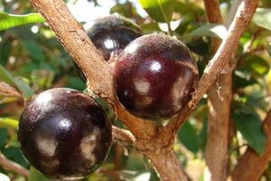 Jabuticaba