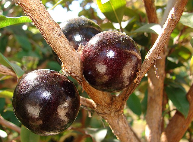 Jabuticaba