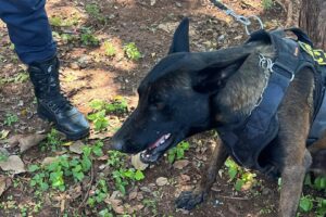 GCM localiza drogas com ajuda de cão farejador no N.S. das Dores, em Limeira