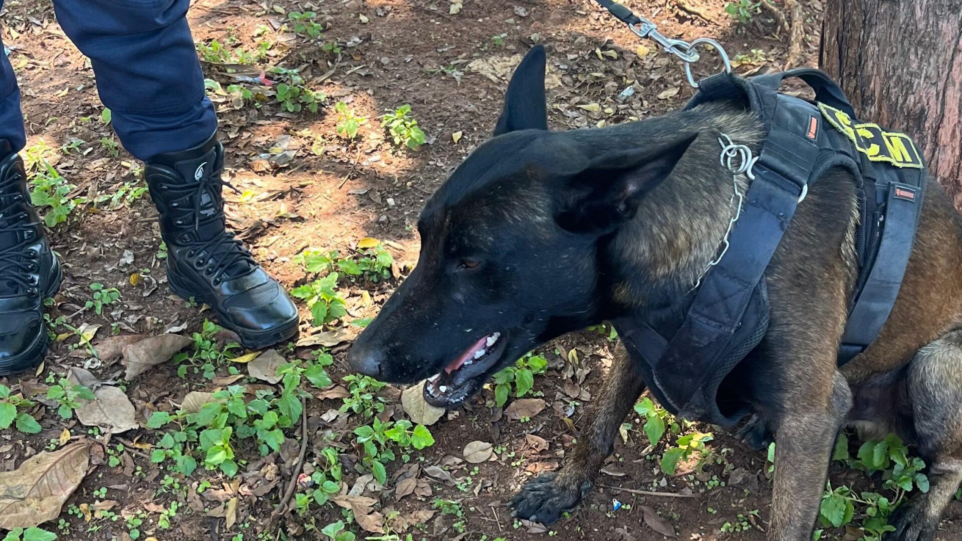 GCM localiza drogas com ajuda de cão farejador no N.S. das Dores, em Limeira