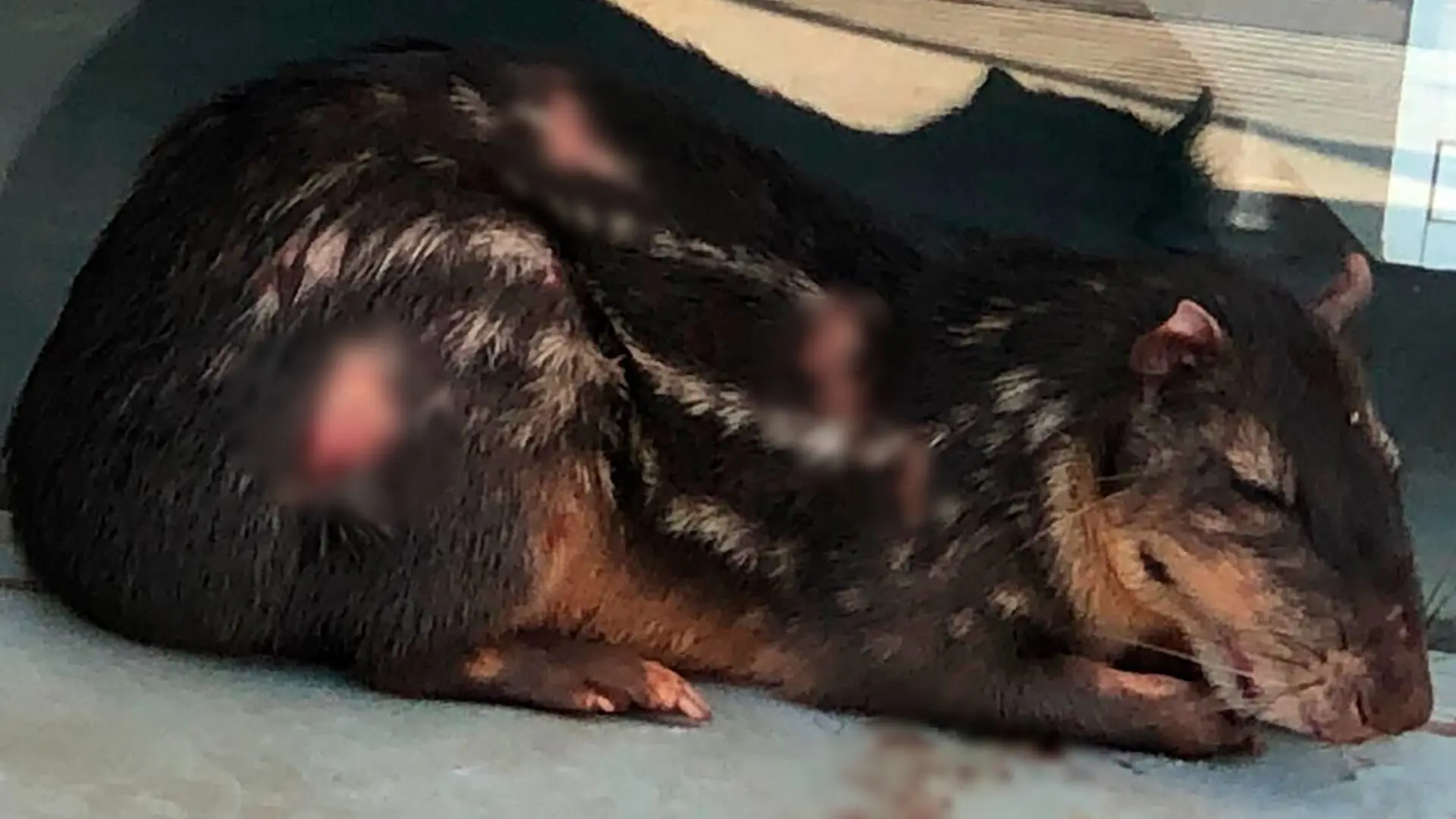 Paca é socorrida com graves ferimentos após ser atacada por cães