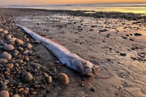 Peixe-remo que prevê desastres naturais volta a aparecer