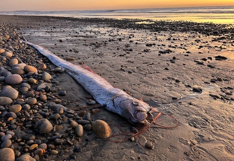 Peixe-remo que prevê desastres naturais volta a aparecer