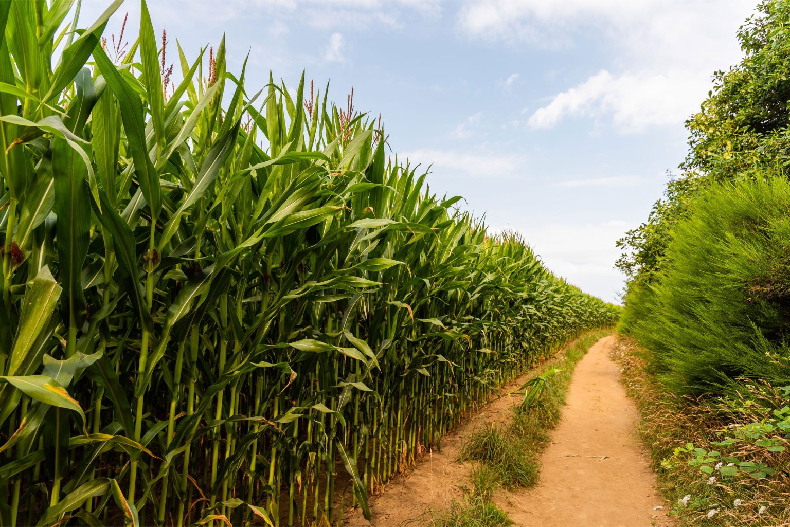 Agro de SP registra alta de 11,2% nas exportações e se mantém como líder nacional