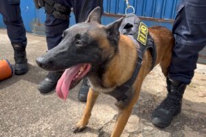 Conheça o treinamento do Canil da GCM de Limeira