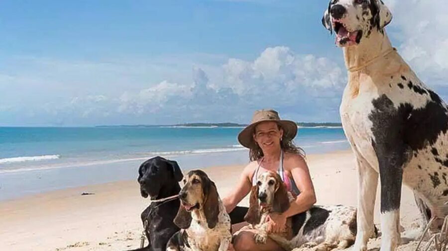 Férias chegam e trazem um dilema viajar ou não com os pets