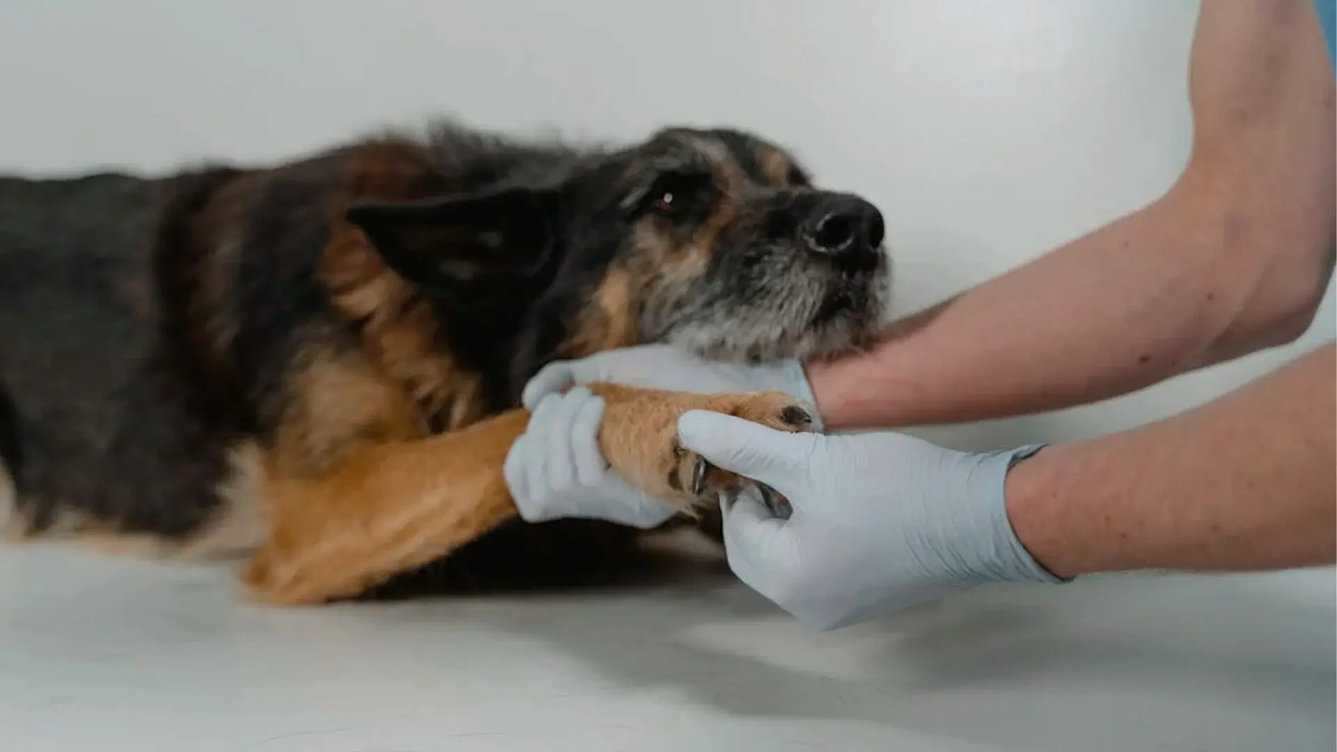Programa “Bem-Estar Animal nos Bairros” fica no Jd. Aeroporto até sexta