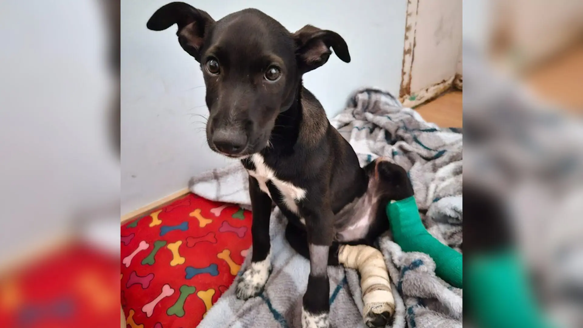 Vaquinha arrecada fundos para ajudar cão atropelado