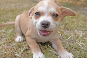 Cães e gatos podem ser adotados no Lar Temporário de Animais em Limeira