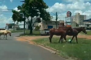 Cavalos são flagrados soltos no Jd. Caieira, em Limeira