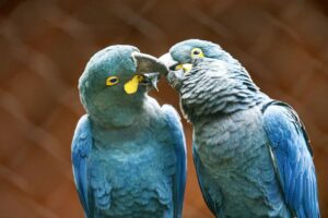 Ameaçada de extinção, mais uma arara-azul-de-lear nasce em São Paulo