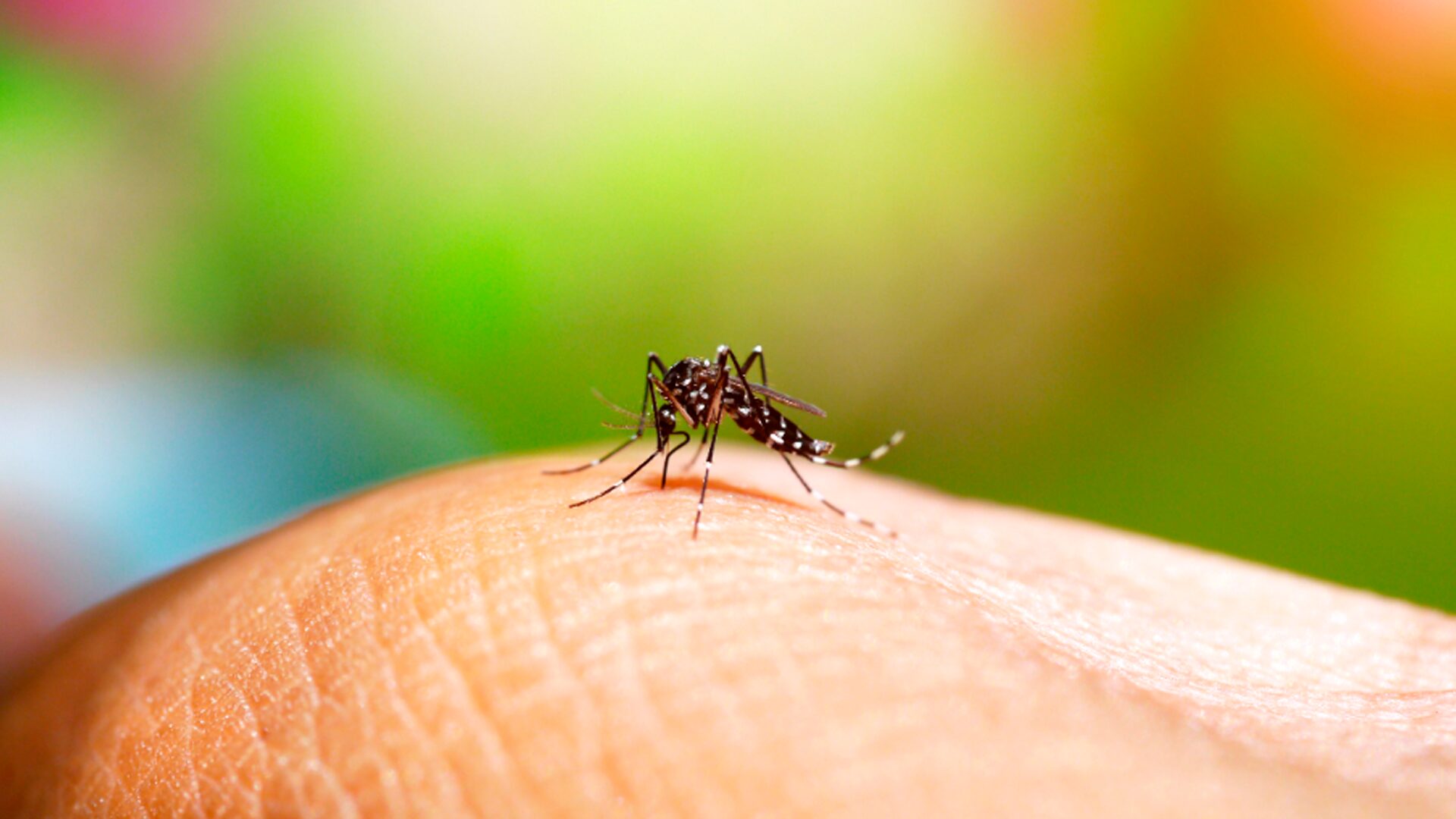 Governo de SP lança Plano de Contingência da dengue, chikungunya e Zika