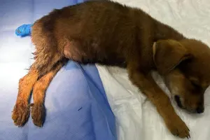 Homem é detido após cortar rabo de filhote de cachorro em Limeira