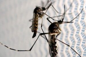 Óbitos por dengue chegam a 14 em São Paulo e a 21 no Brasil em 2025