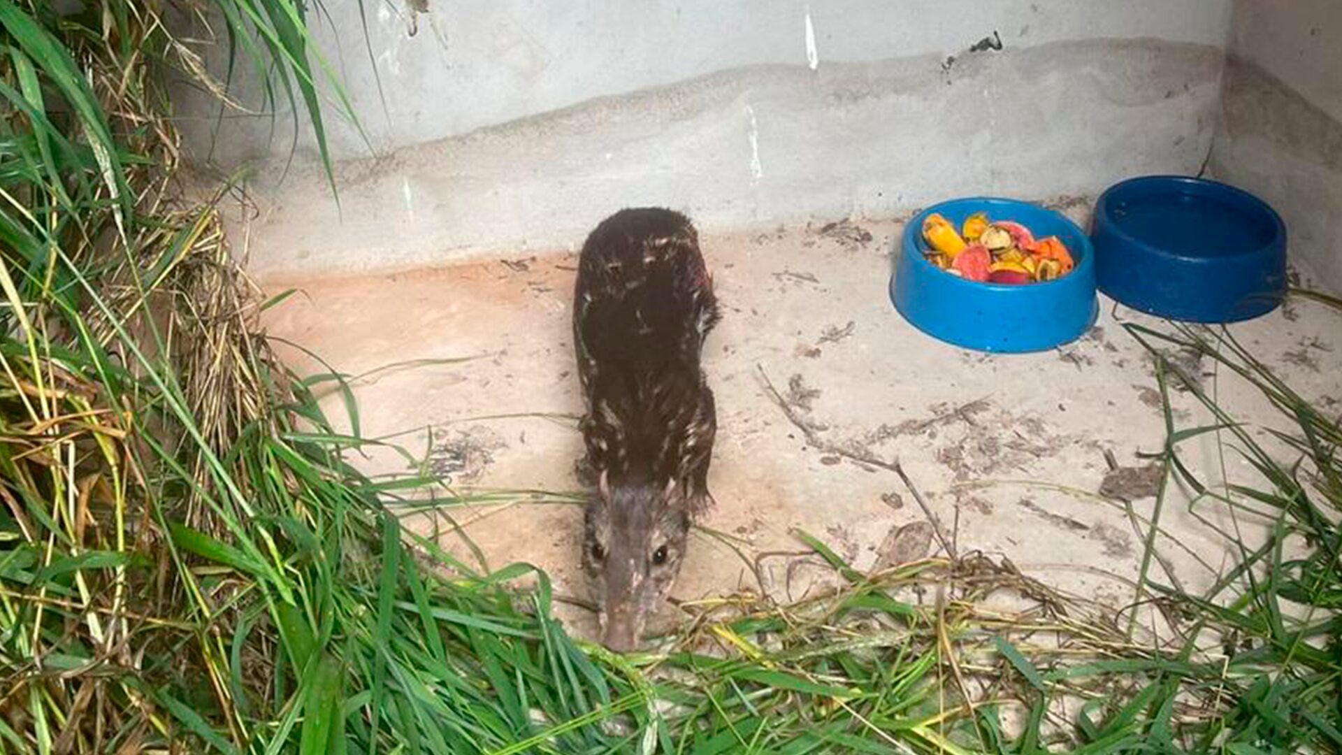 Paca atacada por cães se recupera e é devolvida à natureza