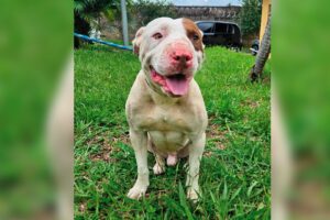 Pit bull resgatado pela Prefeitura recebe cuidados veterinários