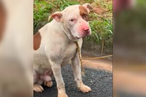Pitbull é resgatado após ser amarrado em poste no Nobreville, em Limeira