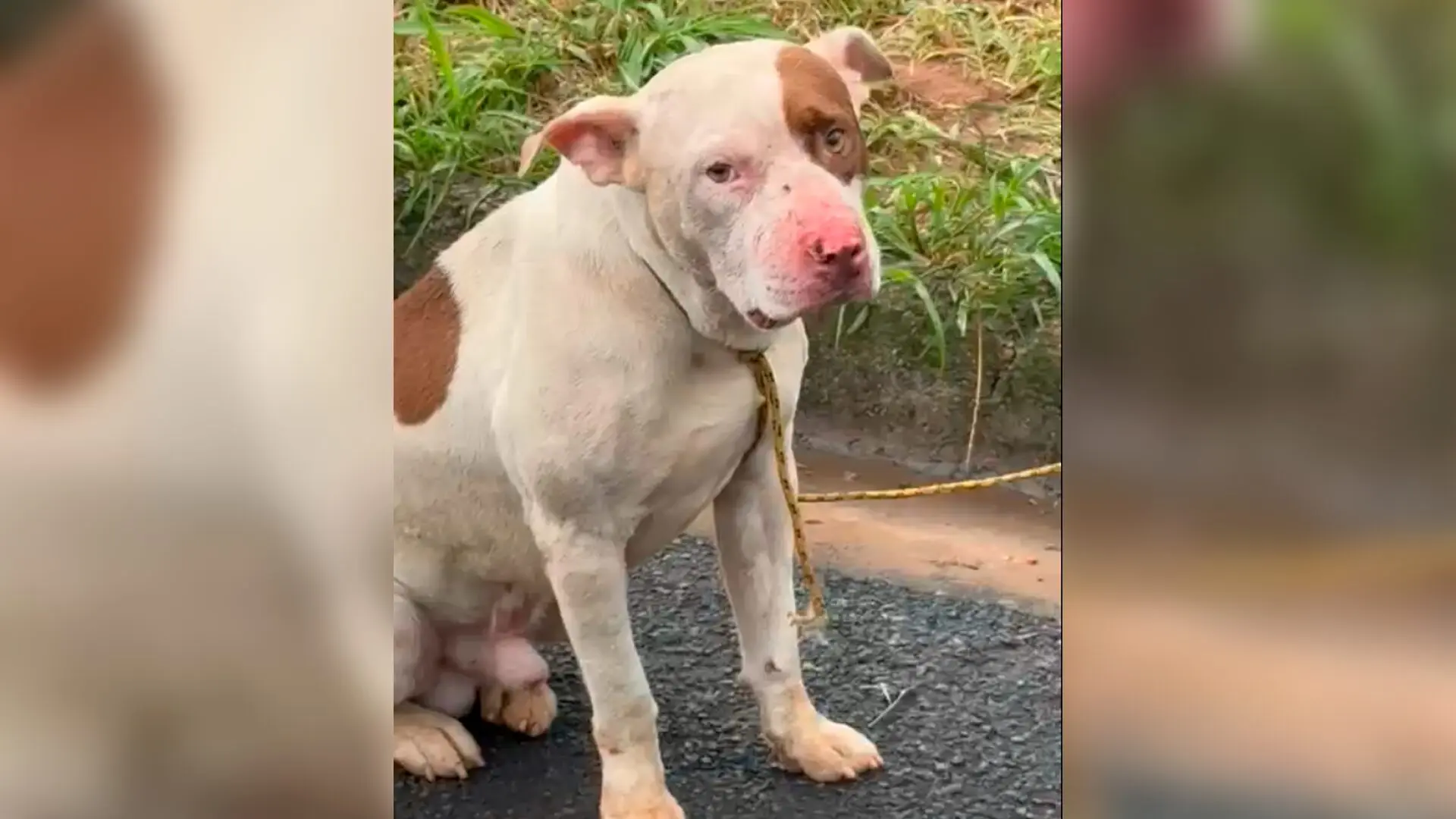 Pitbull é resgatado após ser amarrado em poste no Nobreville, em Limeira