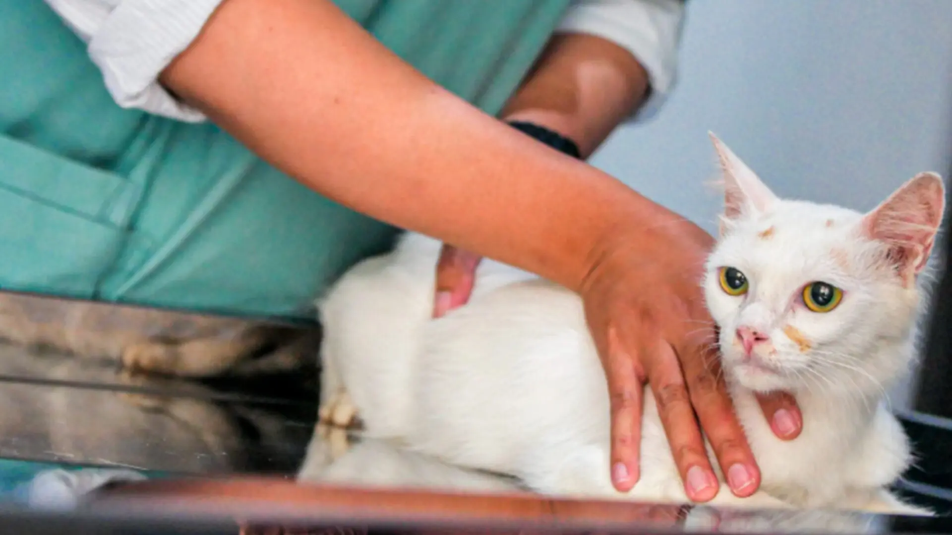 Seu pet foi picado por um animal peçonhento Veja dicas do Butantan