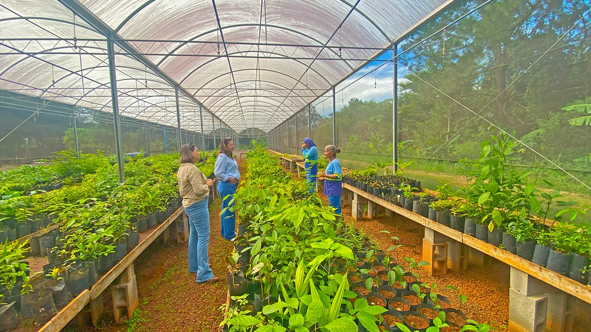 Viveiro de Mudas de Limeira recebe melhorias