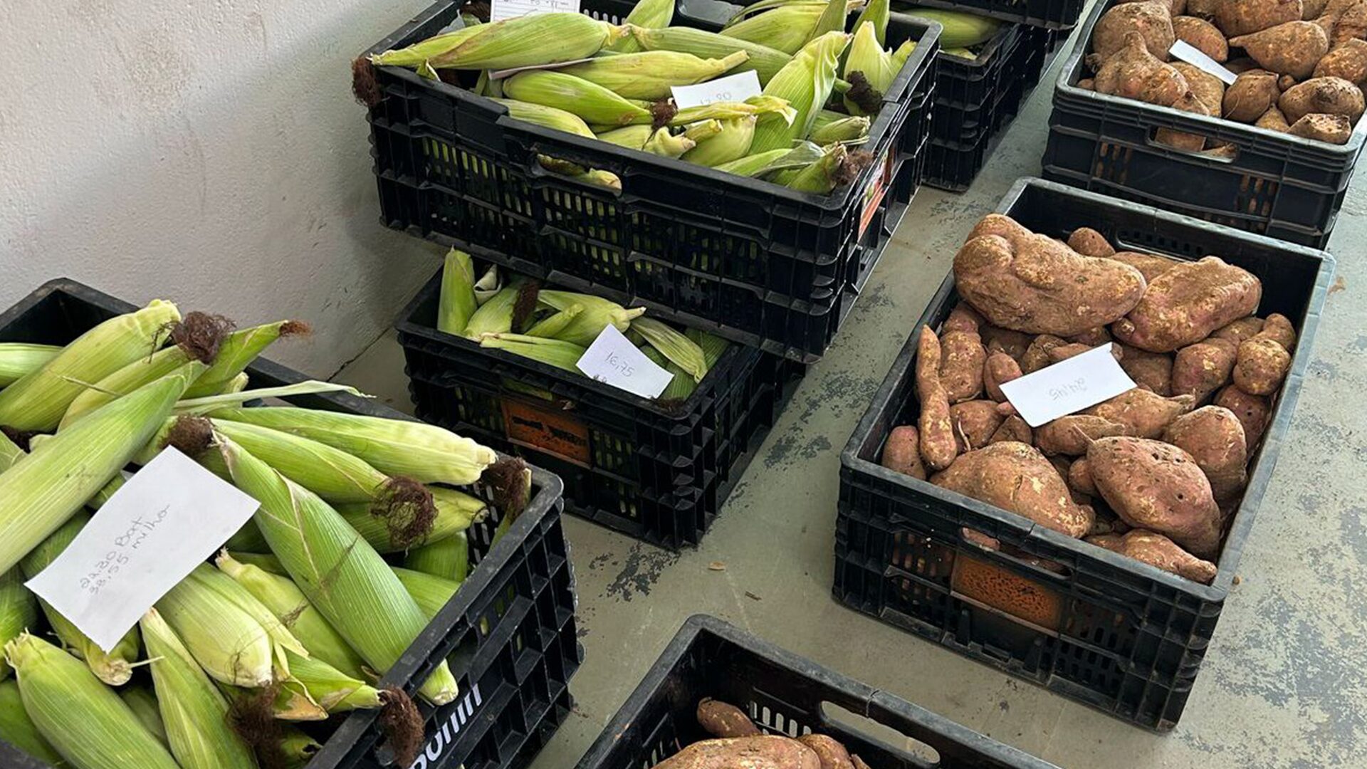 Banco de Alimentos recebe doação de mais de 1 tonelada de milho verde e batata-doce do CR