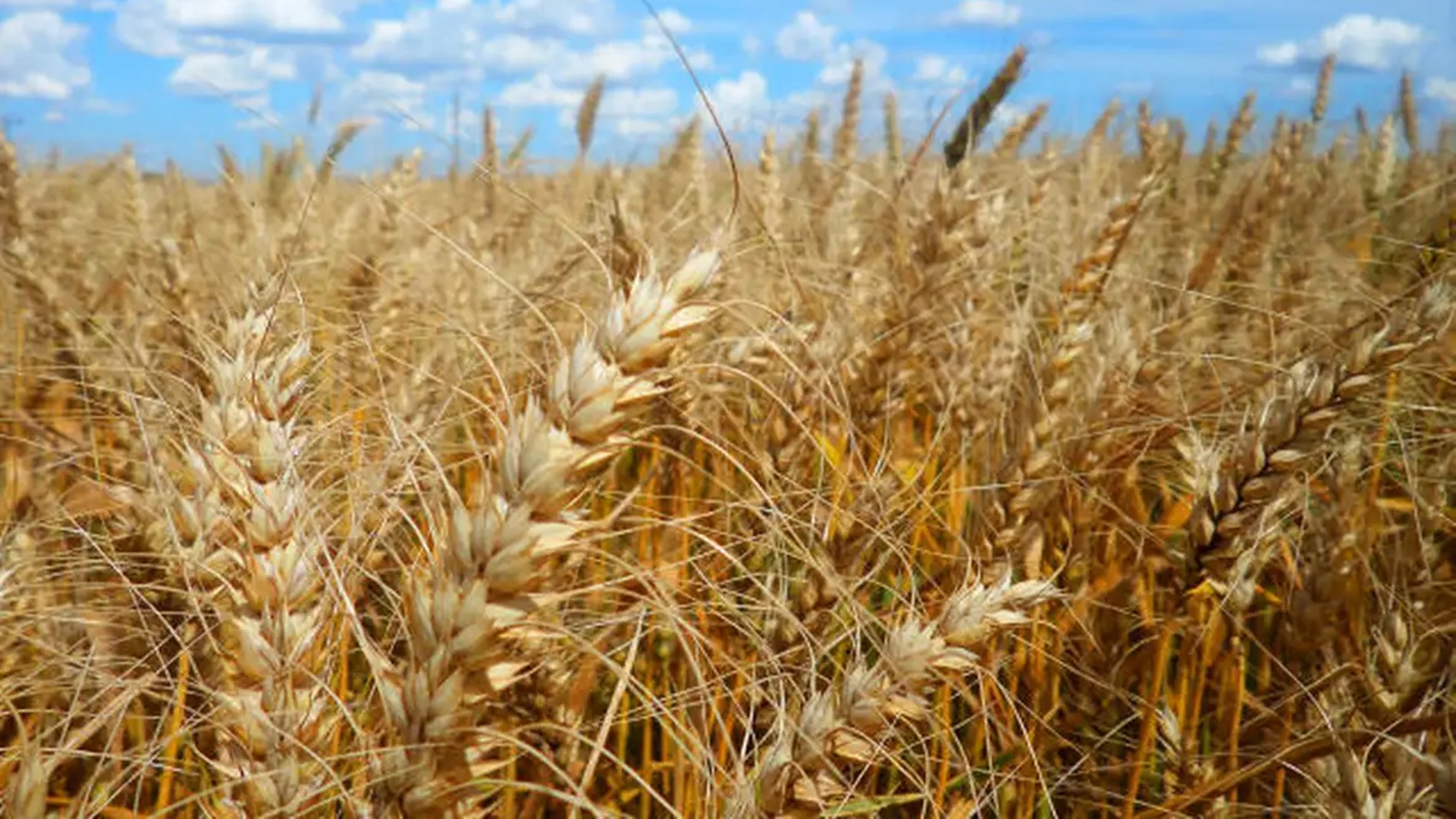 Calor prejudica lavoura de café, soja e arroz, diz especialista