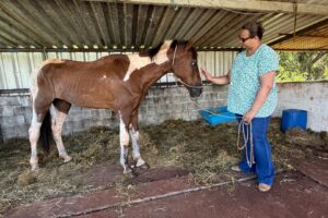 Cavalo vítima de maus-tratos é resgatado após mais de 20 horas de operação em Cordeirópolis