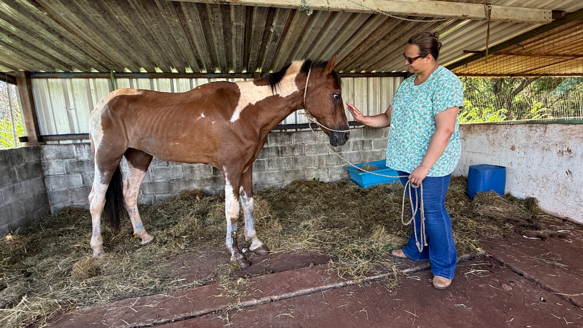 Cavalo vítima de maus-tratos é resgatado após mais de 20 horas de operação em Cordeirópolis