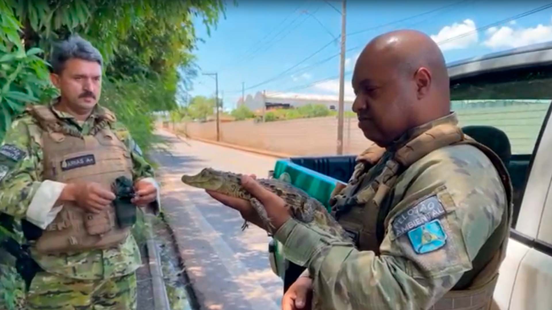 GCM de Cordeirópolis resgata filhote de jacaré