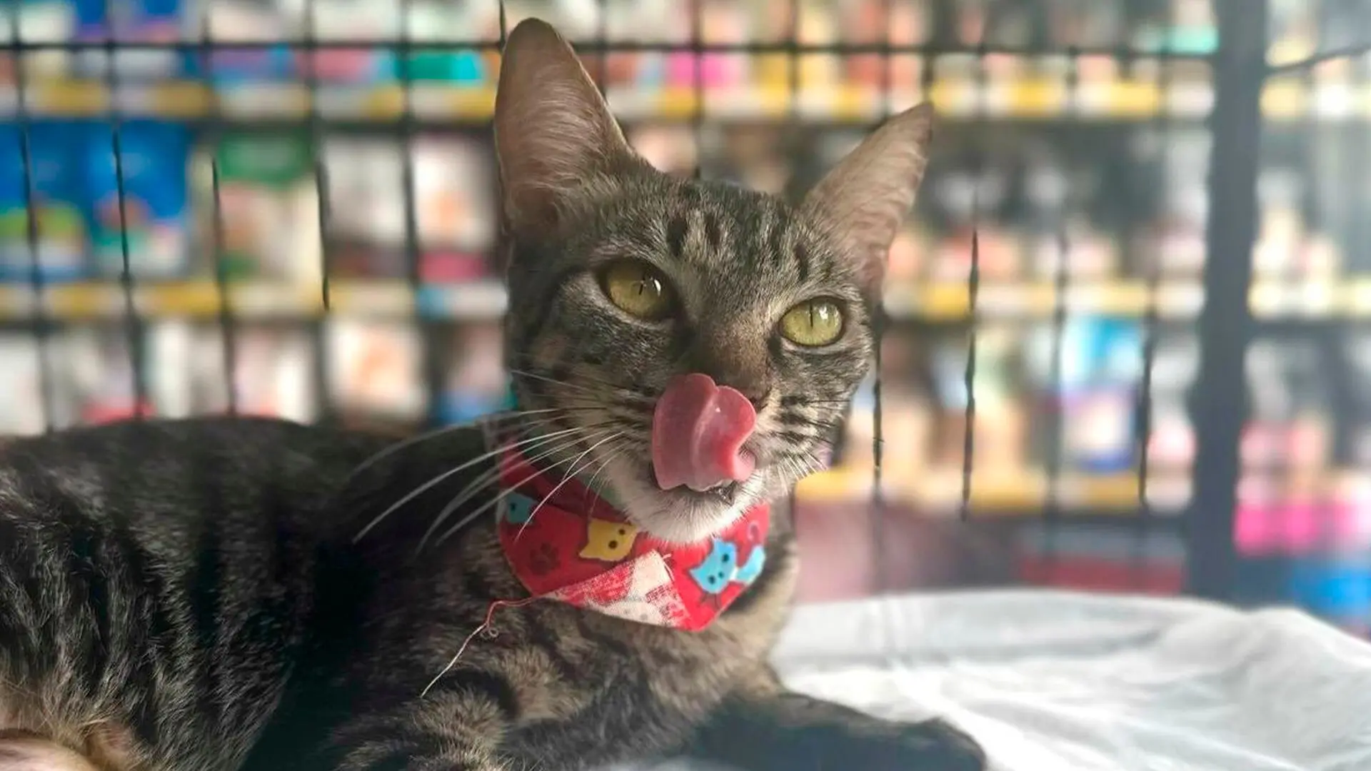 Limeira tem evento de adoção de cães e gatos neste sábado