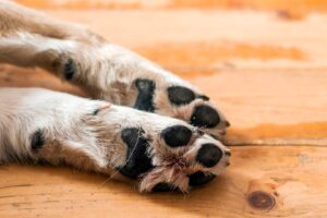 Menor é mordido por cão, surta e joga vaso na cabeça no animal em Limeira