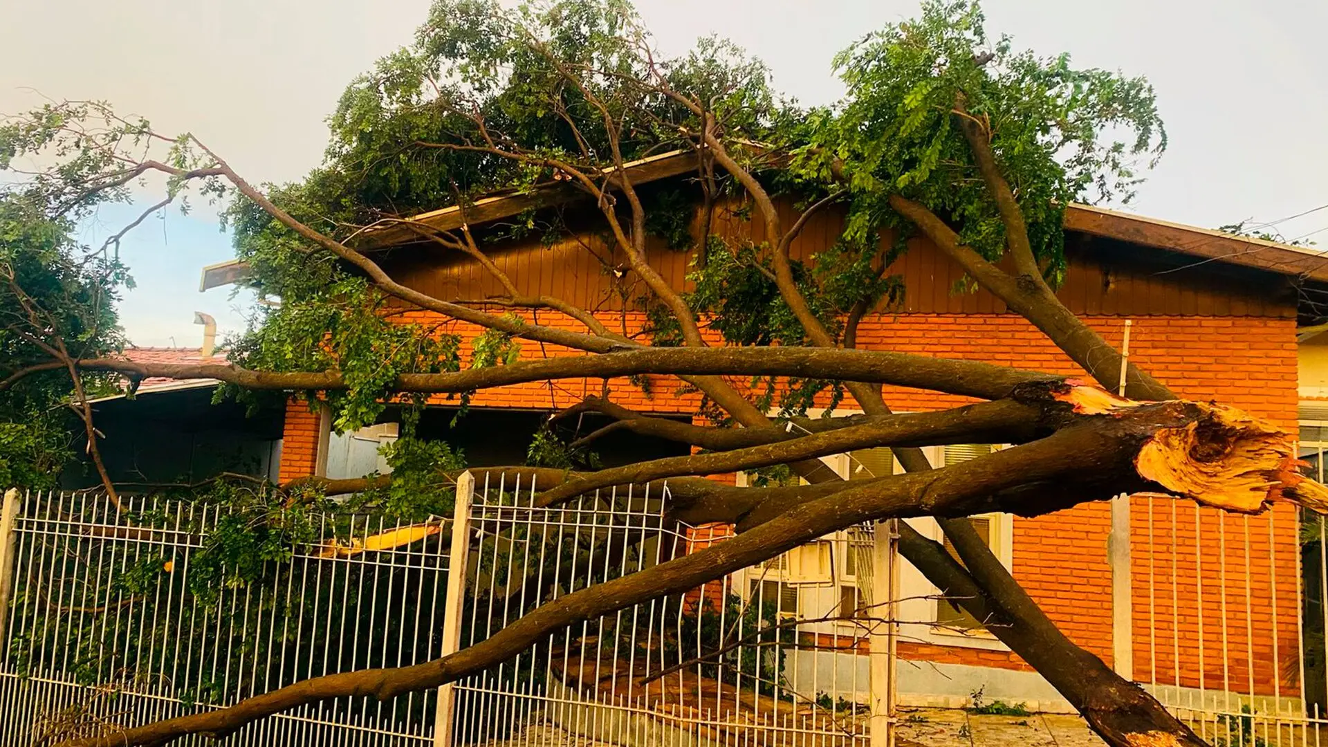 Temporal derruba árvores e causa alagamentos em Limeira