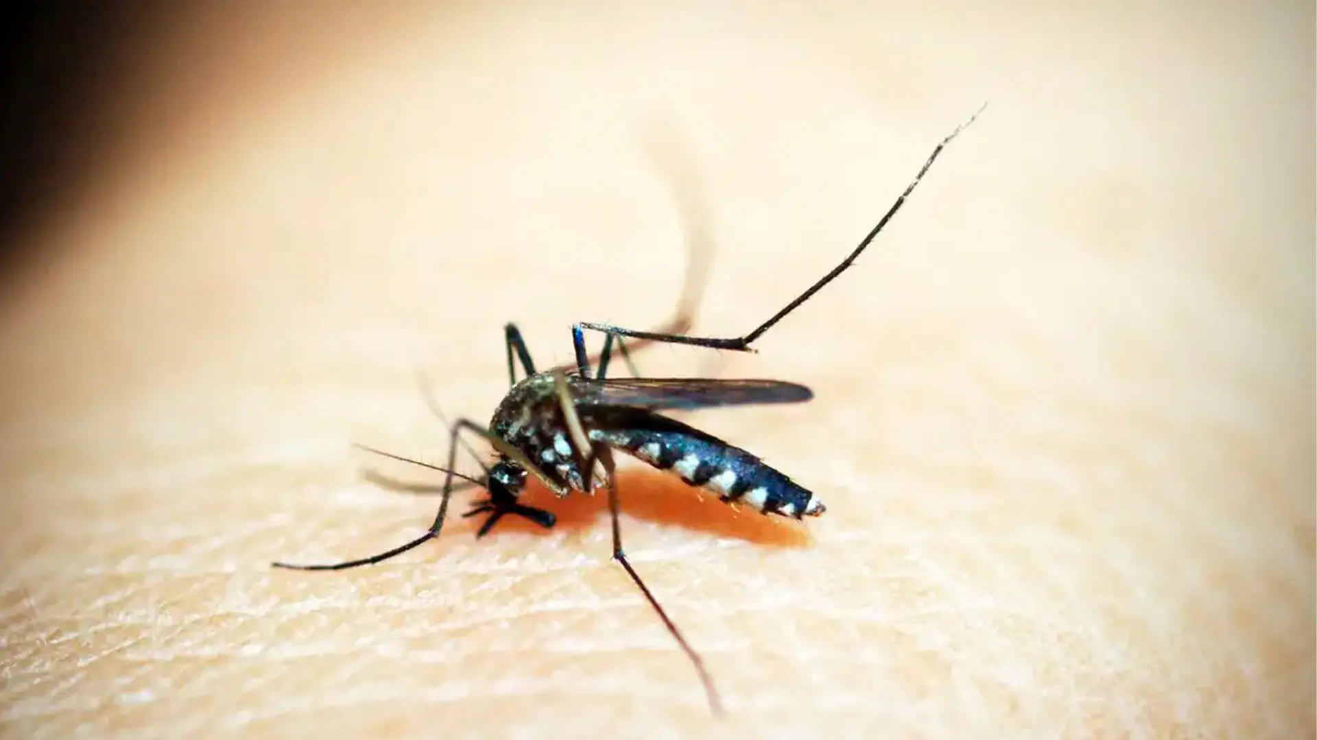 Brasil soma mais de 500 mil casos de dengue; queda de quase 70%