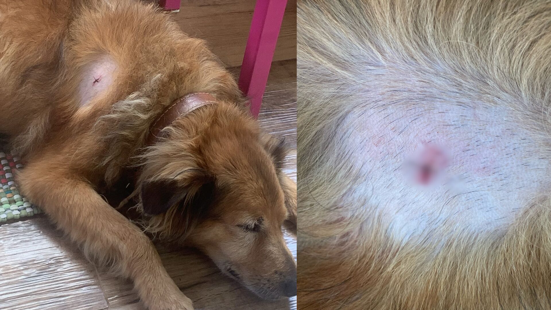 Cachorro é atingido com arma de chumbo em condomínio de Limeira